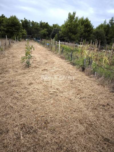 Agricultural land with young fig trees