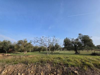 Olivový háj Petrčane s panoramatickým výhľadom a prístupovou cestou