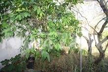 Diklo terraced house for sale with a spacious garden - 10
