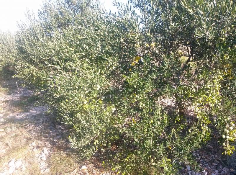 Poľnohospodárska pôda (olivový háj) 950 m2 - 1