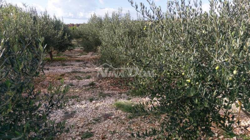 Poľnohospodárska pôda (olivový háj) 950 m2 - 3