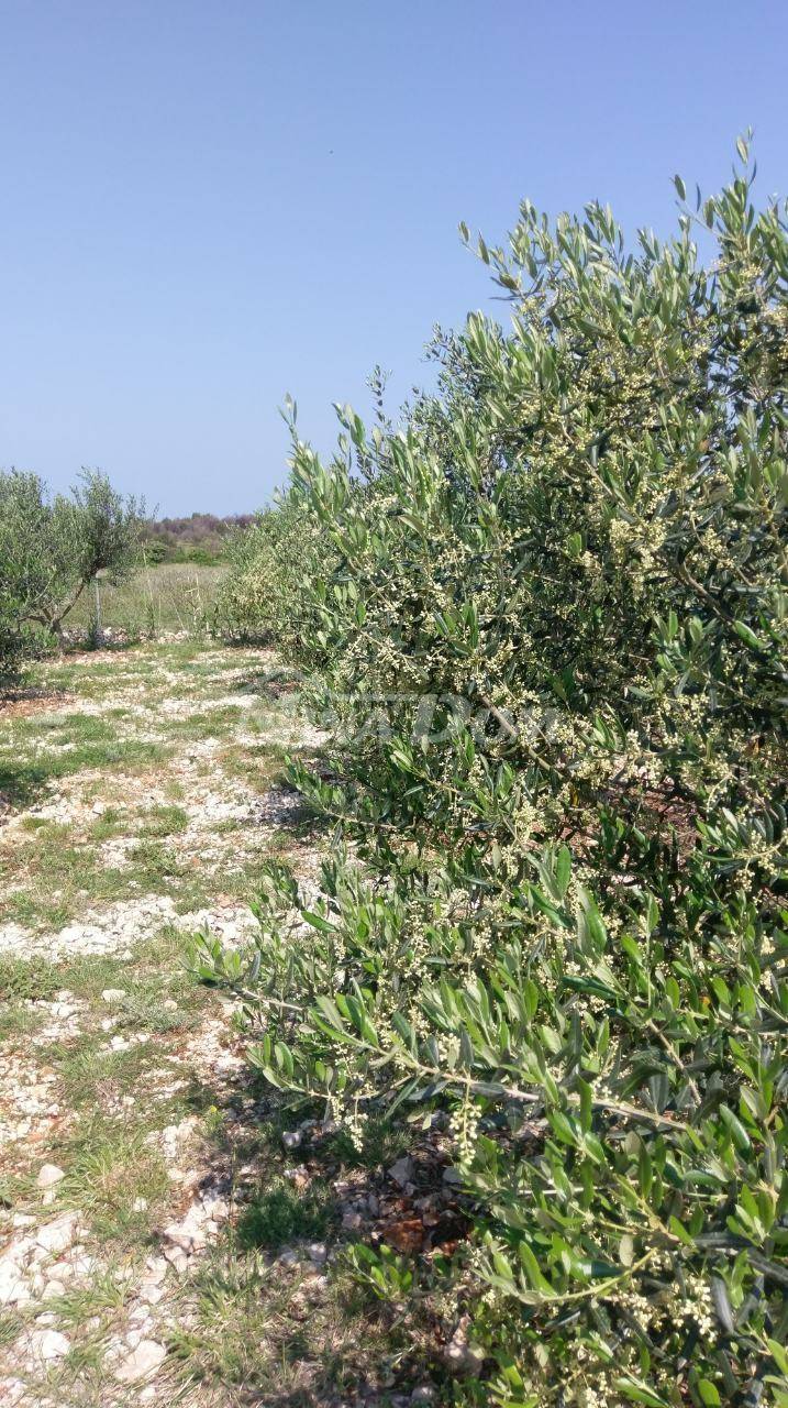 Agricultural land (olive grove) 950 m2 - 2