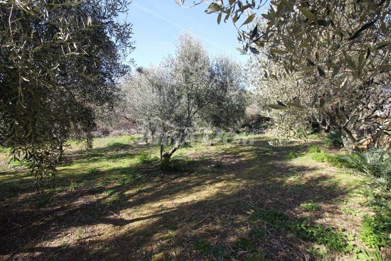 Olivový háj, 16 olivovníků, 25 let, jižní strana Vir - 2