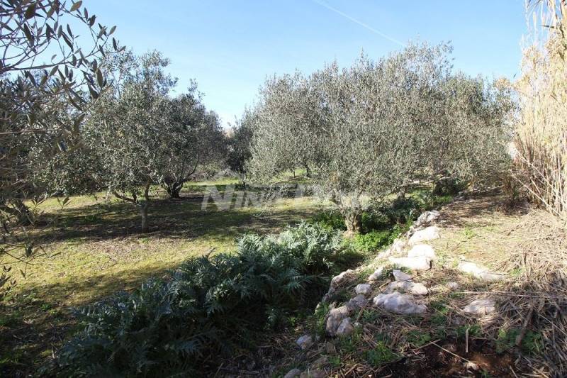 Olivový háj, 16 olivovníků, 25 let, jižní strana Vir - 3