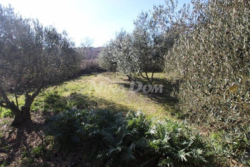 Olivový háj, 16 olivovníků, 25 let, jižní strana Vir - 4