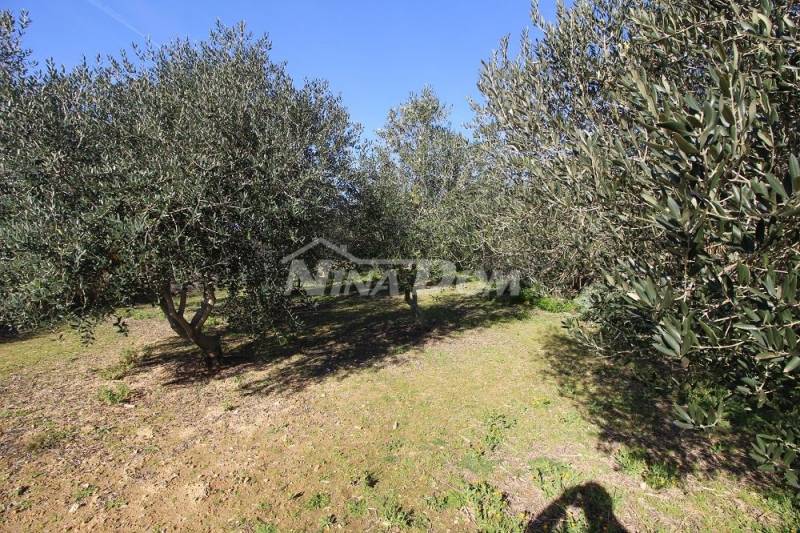 Olivový háj, 16 olivovníků, 25 let, jižní strana Vir - 5