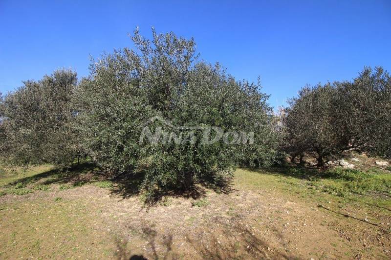 Olivový háj, 16 olivovníků, 25 let, jižní strana Vir - 6