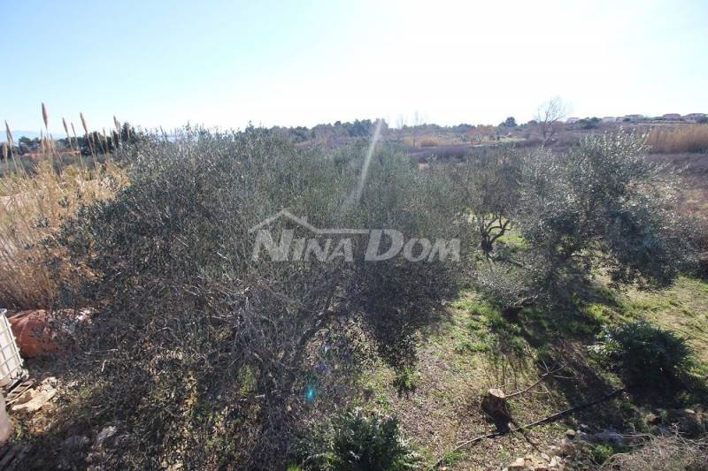 Olivový háj, 16 olivovníků, 25 let, jižní strana Vir - 9