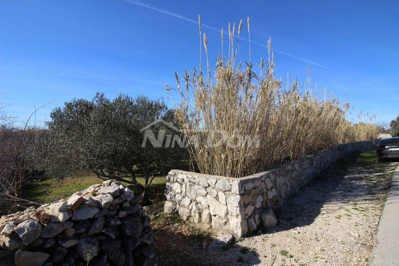 Olive grove, 16 olive trees, 25 years old, south side of Vir - 11