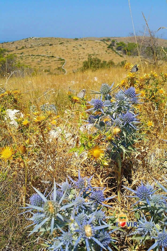 Agricultural land Sinjak 4309 m2 - 2
