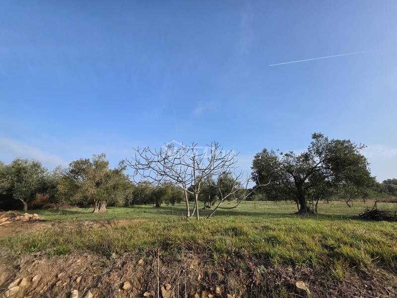 Olivový háj Petrčane s panoramatickým výhľadom a prístupovou cestou - 1