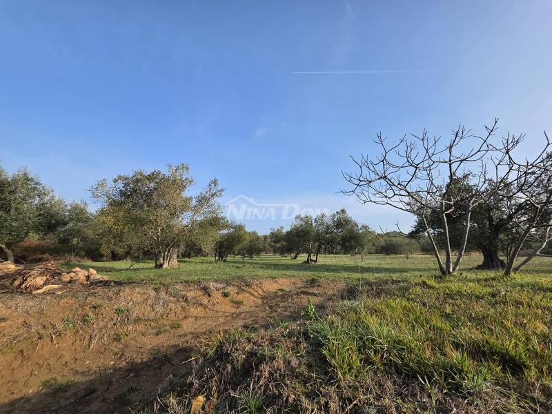 Olivový háj Petrčane s panoramatickým výhľadom a prístupovou cestou - 2