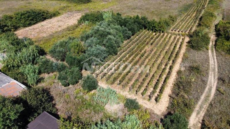 Rodinný pozemok s krásnym olivovým hájom a vinicou - 2