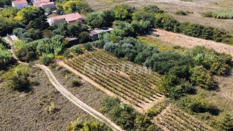 Rodinný pozemok s krásnym olivovým hájom a vinicou - 3