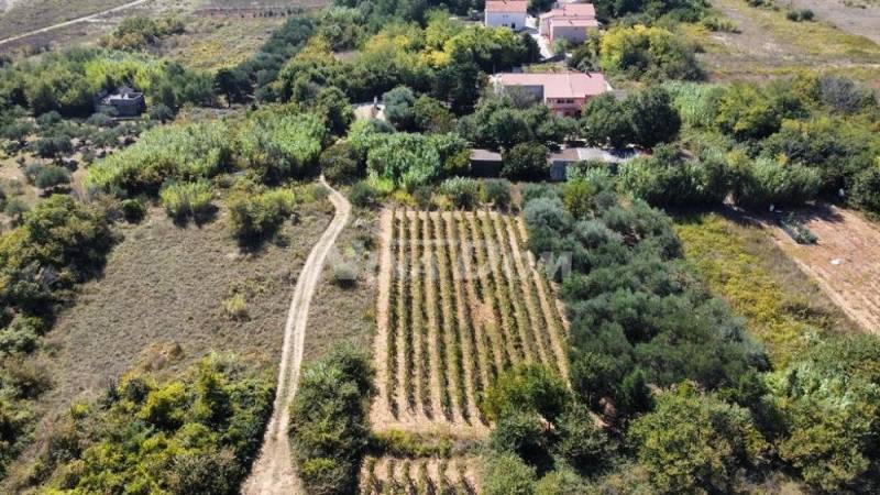 Rodinný pozemok s krásnym olivovým hájom a vinicou - 6