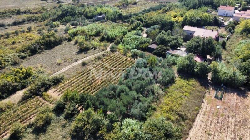 Rodinný pozemok s krásnym olivovým hájom a vinicou - 12