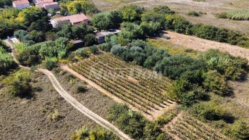 Obiteljska nekretnina s lijepim maslinikom i vinogradom - 3