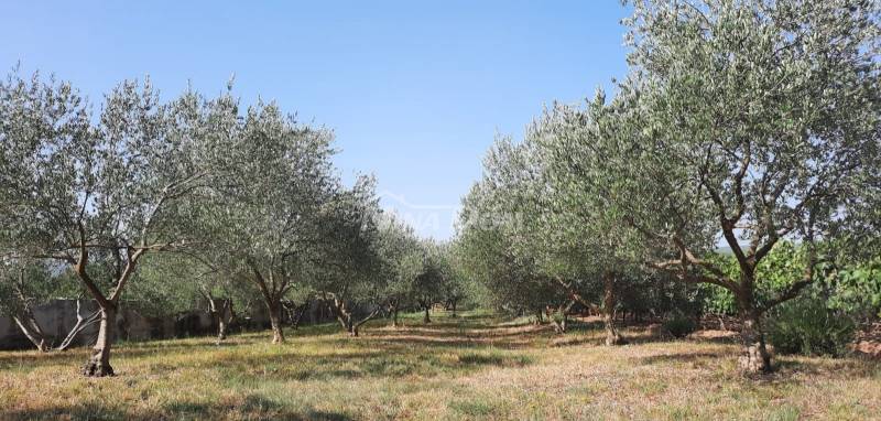 Prodej stavebního pozemku s přístřeškem a olivovníky - 1