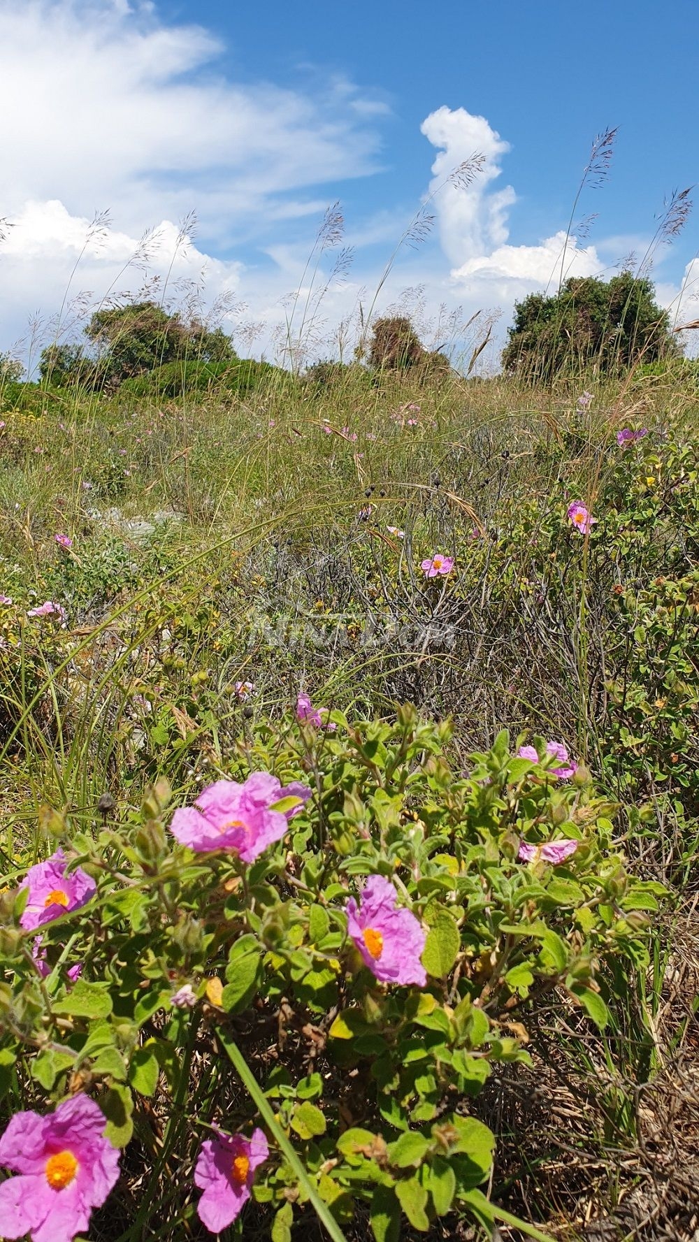 Poľnohospodársky pozemok 7168 m2, prístup z asfaltu. Výhľad na more.