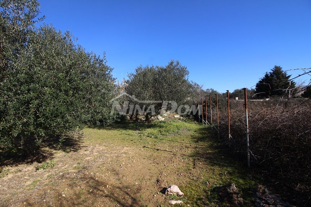 Olive grove, 16 olive trees, 25 years old, south side of Vir 